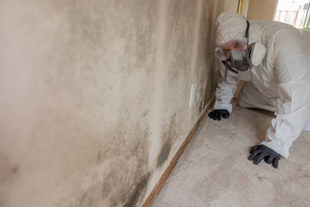 Best Mold removal after water damage  in Anderson Creek, NC